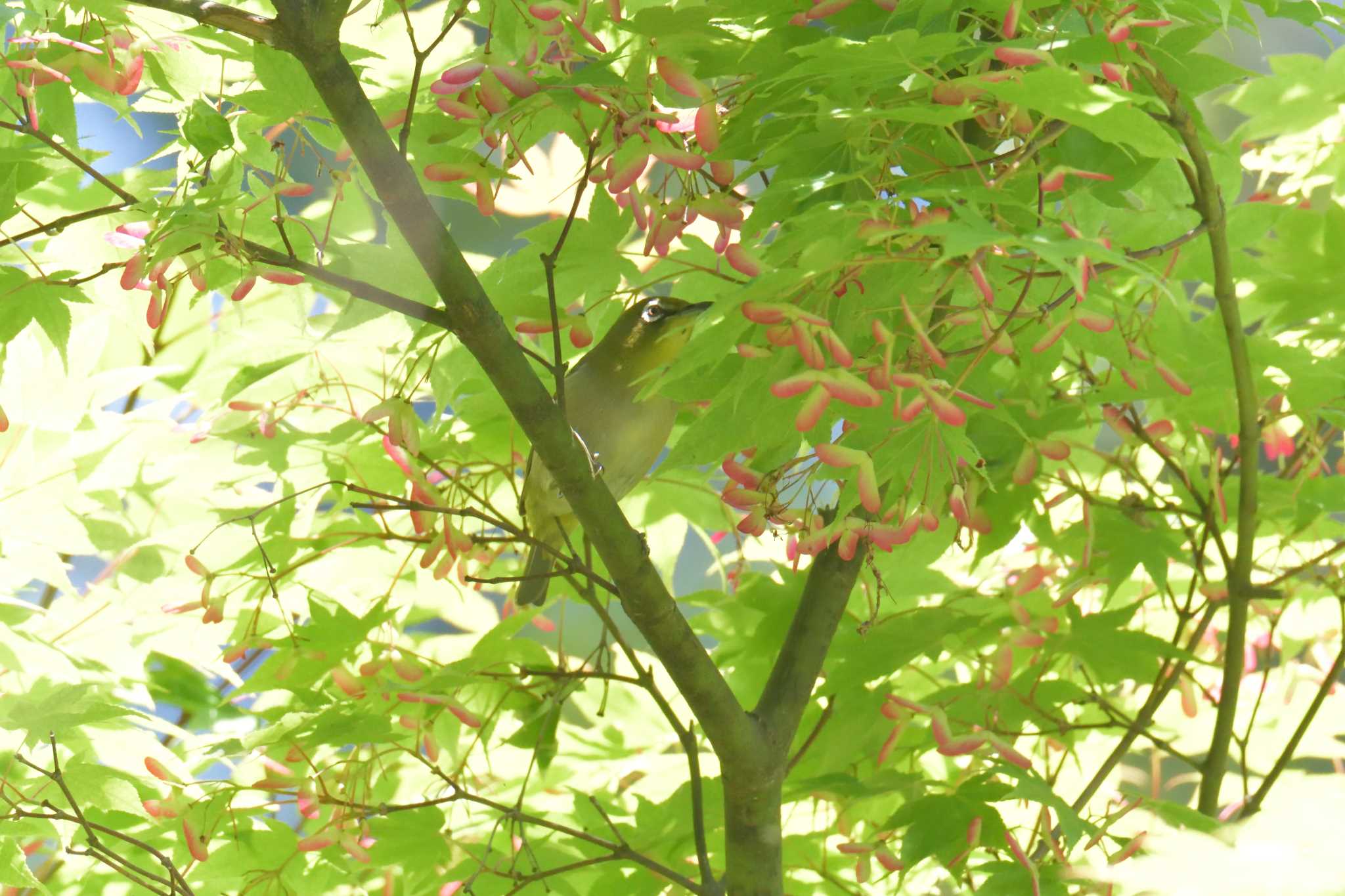 Warbling White-eye