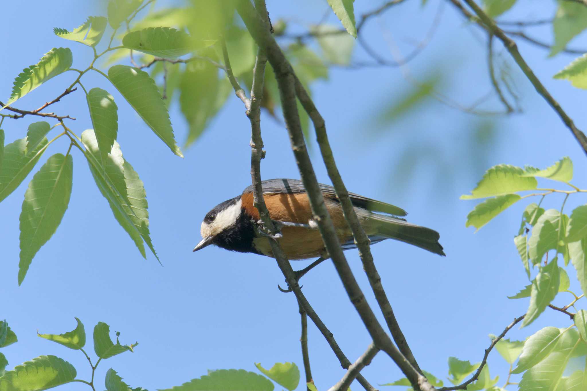 Varied Tit