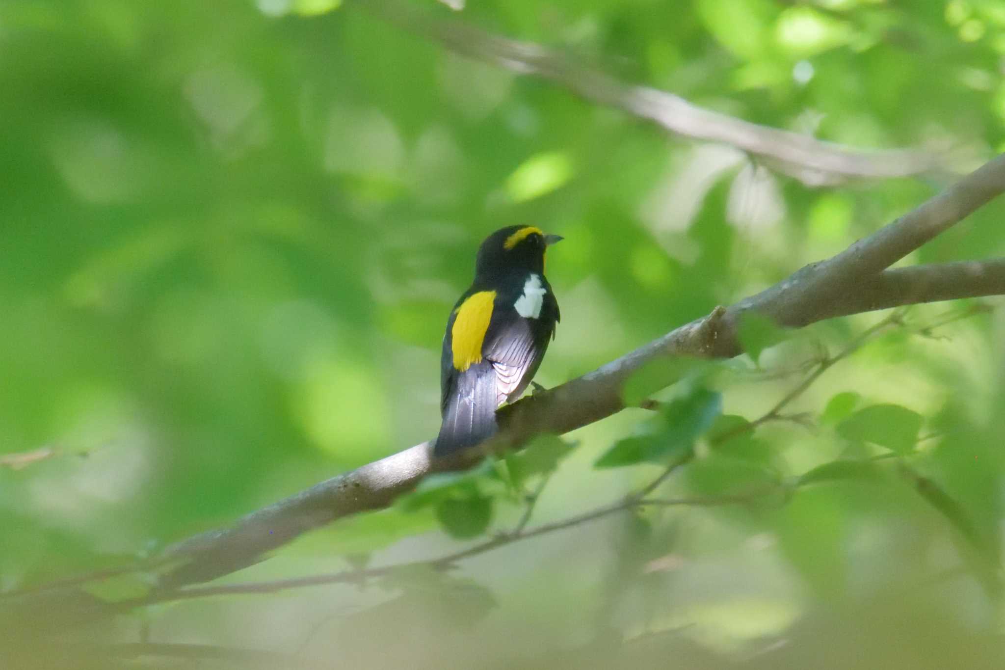 Photo of Narcissus Flycatcher at 滋賀県森林公園くつきの森 by masatsubo