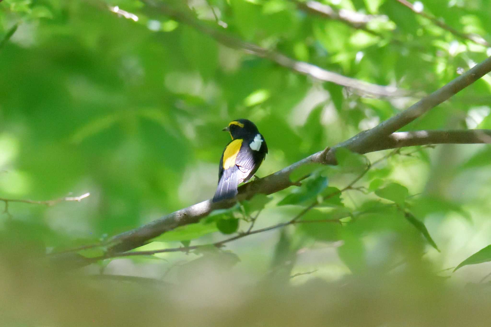 滋賀県森林公園くつきの森 キビタキの写真