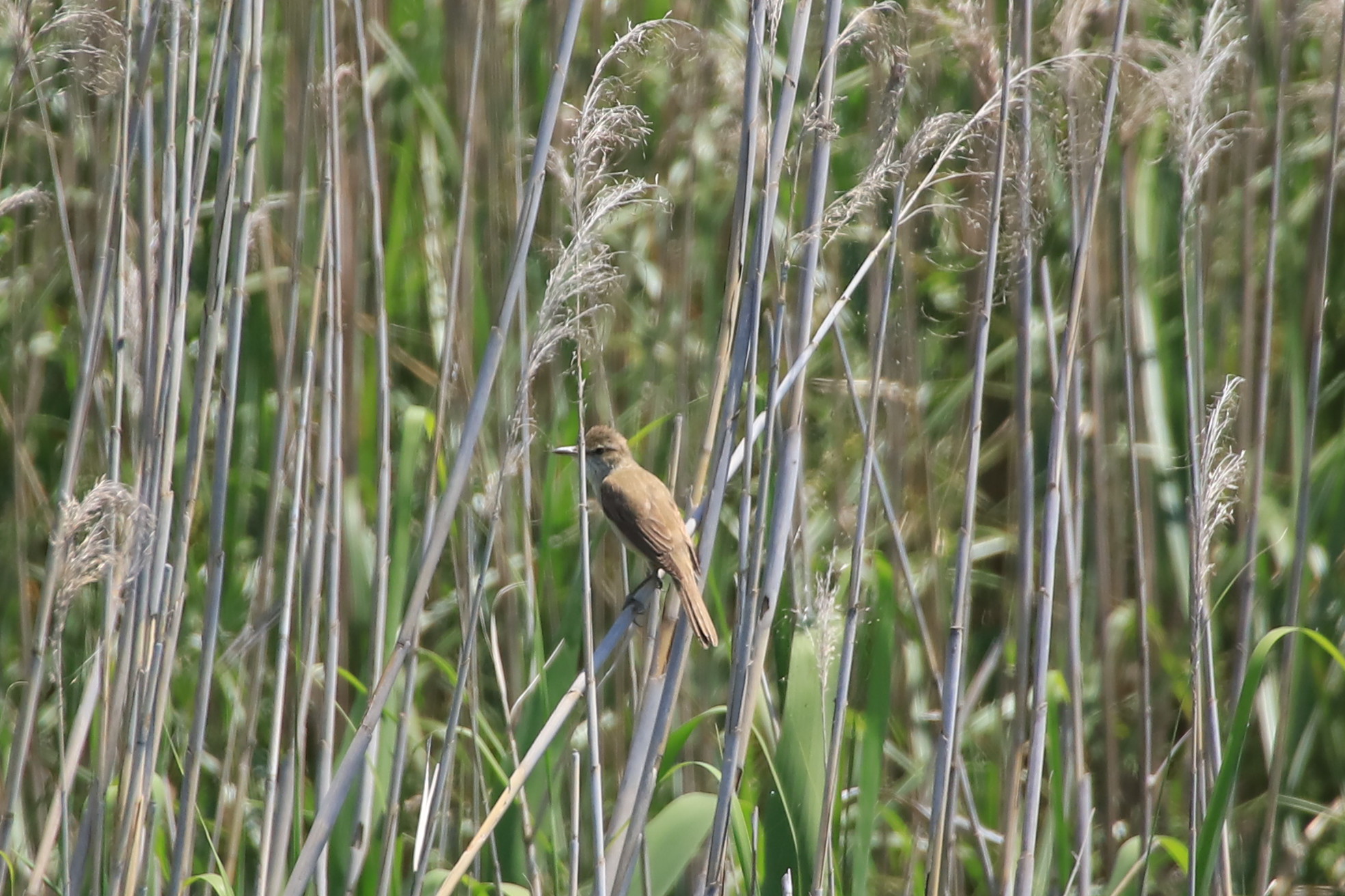 湖北野鳥センター オオヨシキリの写真 by ma_bo