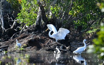 Great Egret Koh Phra Thong National Park Tue, 2/26/2019