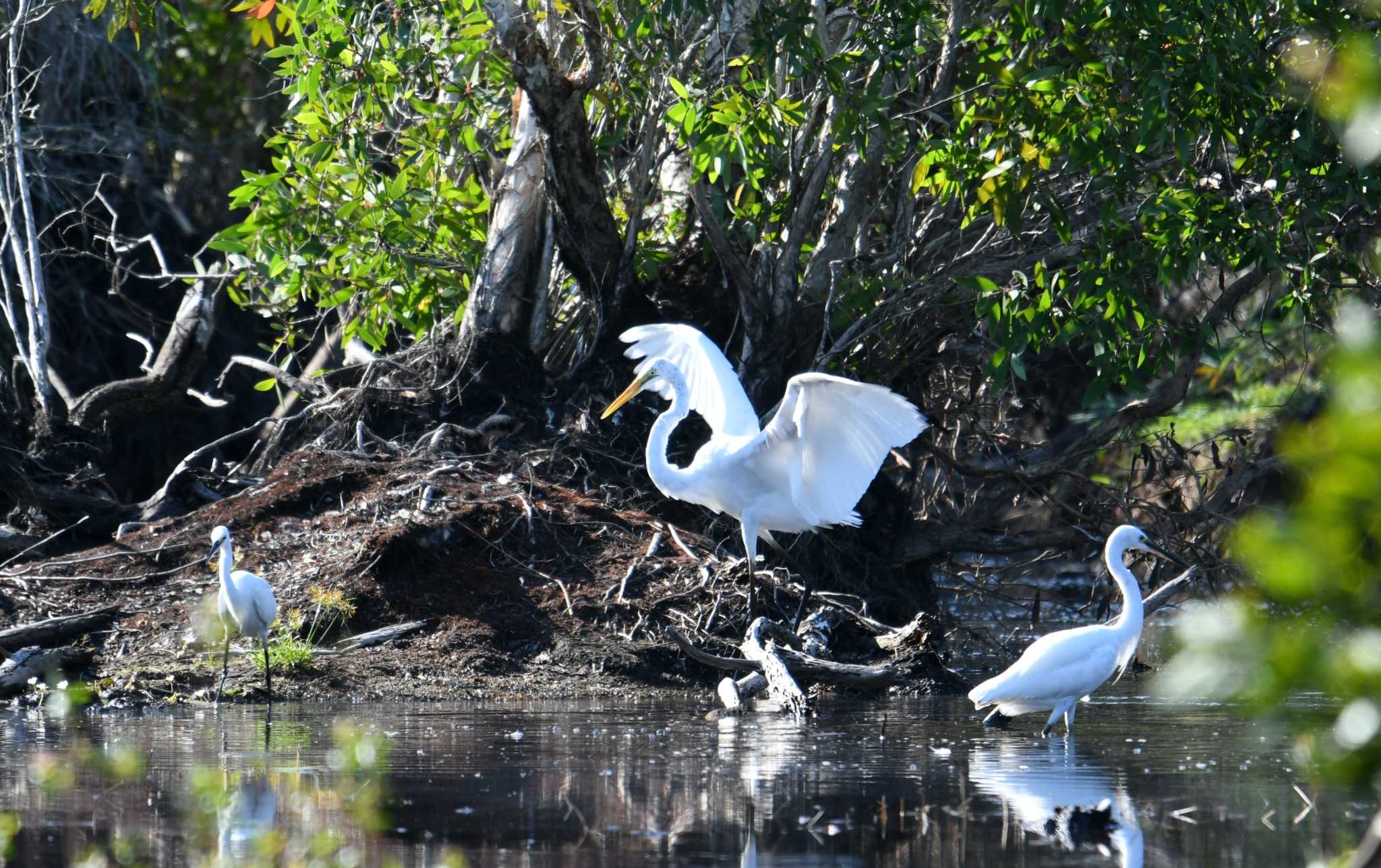 Great Egret