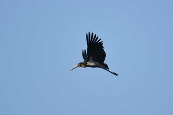 Lesser Adjutant Koh Phra Thong National Park Tue, 2/26/2019