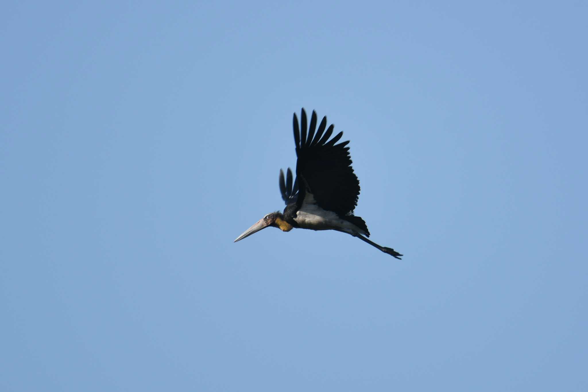 Lesser Adjutant