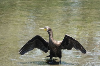 2019年5月25日(土) 東京港野鳥公園の野鳥観察記録