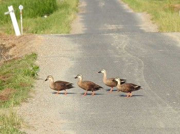 Eastern Spot-billed Duck 天白川 Sat, 1/13/2024