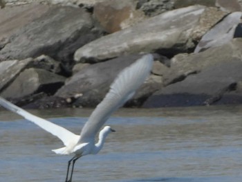 ダイサギ ふなばし三番瀬海浜公園 2019年5月25日(土)