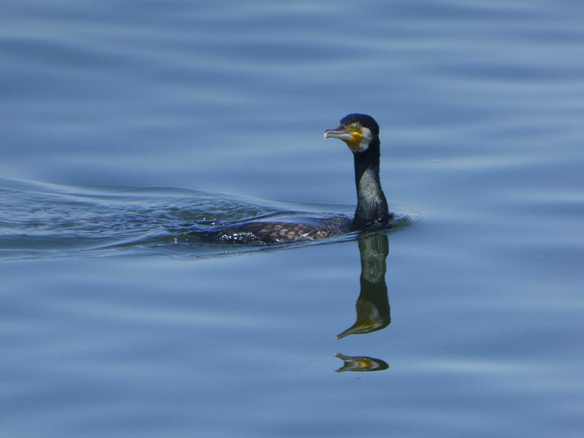 ふなばし三番瀬海浜公園 カワウの写真 by Kozakuraband