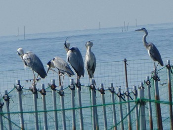 Grey Heron Sambanze Tideland Sat, 5/25/2019