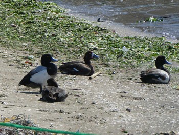 Greater Scaup Sambanze Tideland Sat, 5/25/2019