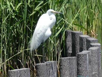 2019年5月25日(土) 谷津干潟の野鳥観察記録