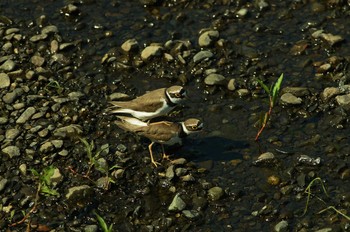 コチドリ 野川 2019年5月23日(木)