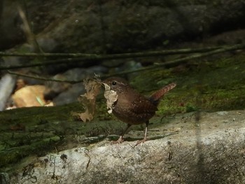 Eurasian Wren 段戸裏谷 Sat, 5/25/2019