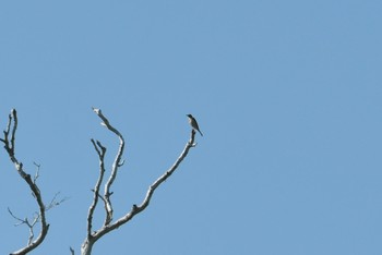 Unknown Species Koh Phra Thong National Park Tue, 2/26/2019