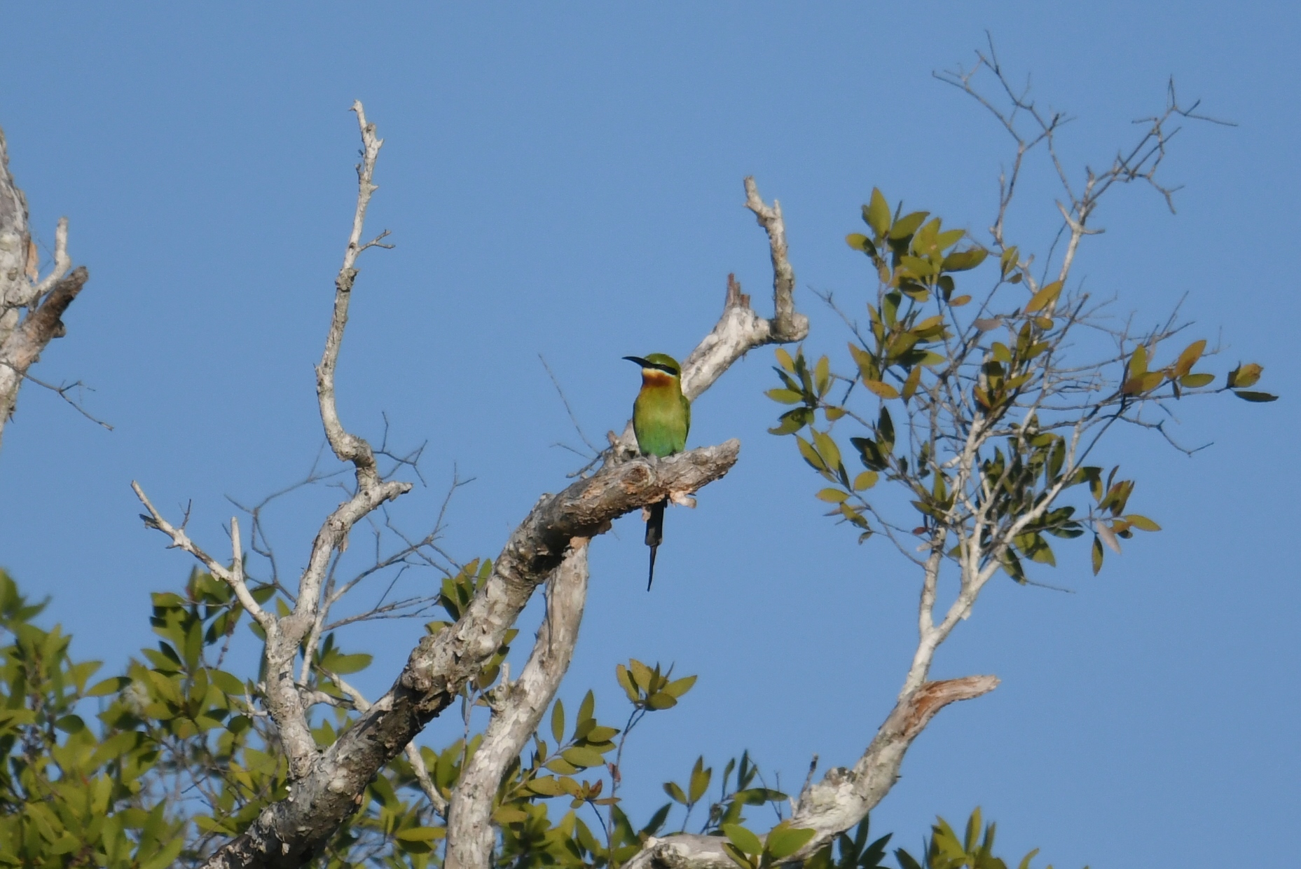 Photo of Blue-tailed Bee-eater at Koh Phra Thong National Park by あひる