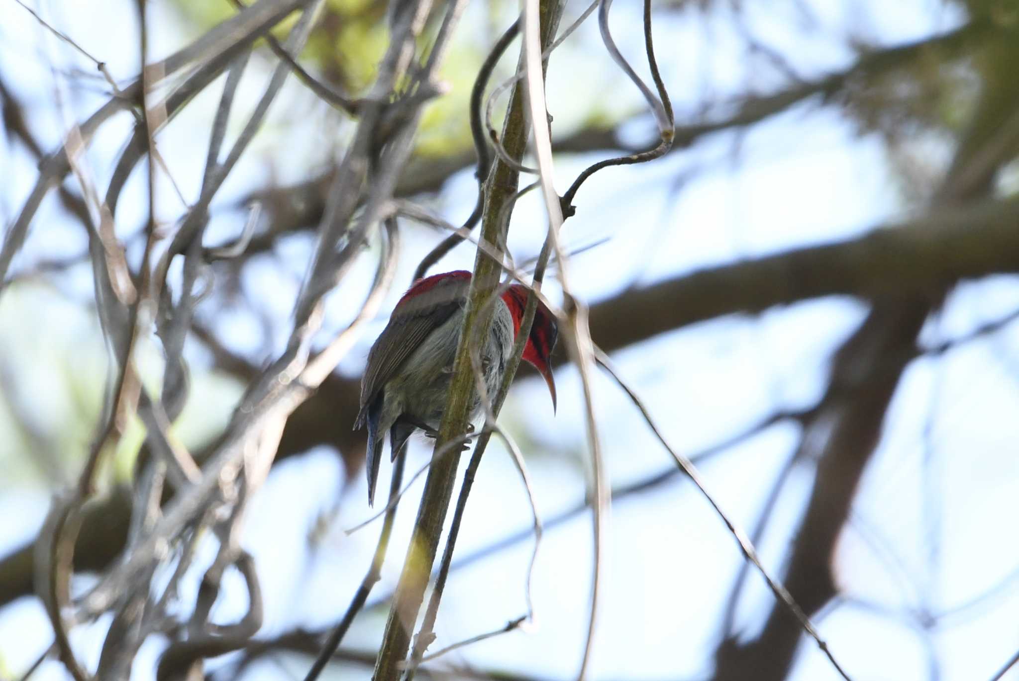 Photo of Crimson Sunbird at Koh Phra Thong National Park by あひる