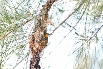 Ornate Sunbird Koh Phra Thong National Park Tue, 2/26/2019