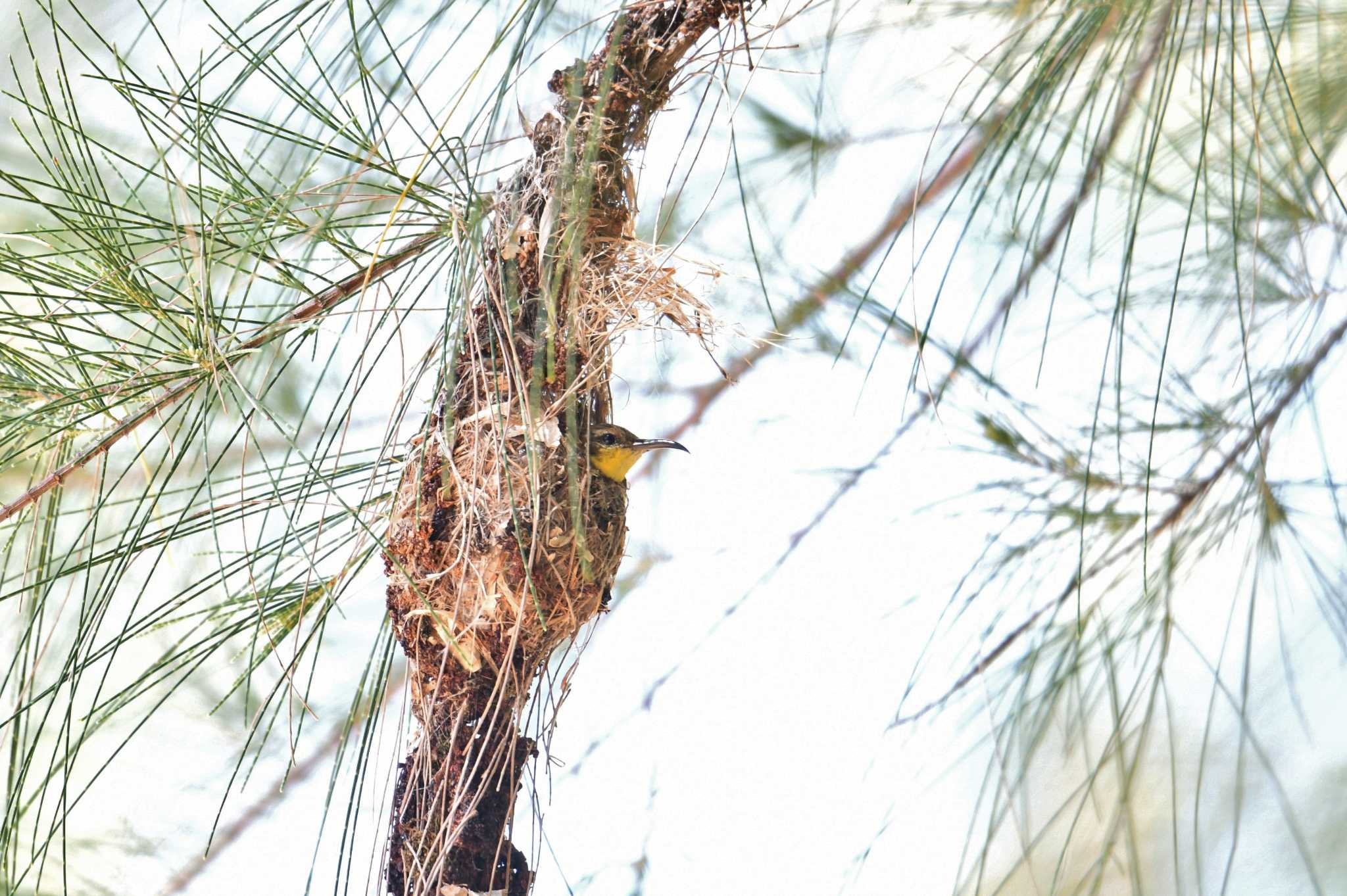 Photo of Ornate Sunbird at Koh Phra Thong National Park by あひる