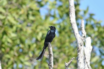 Black Drongo Koh Phra Thong National Park Tue, 2/26/2019