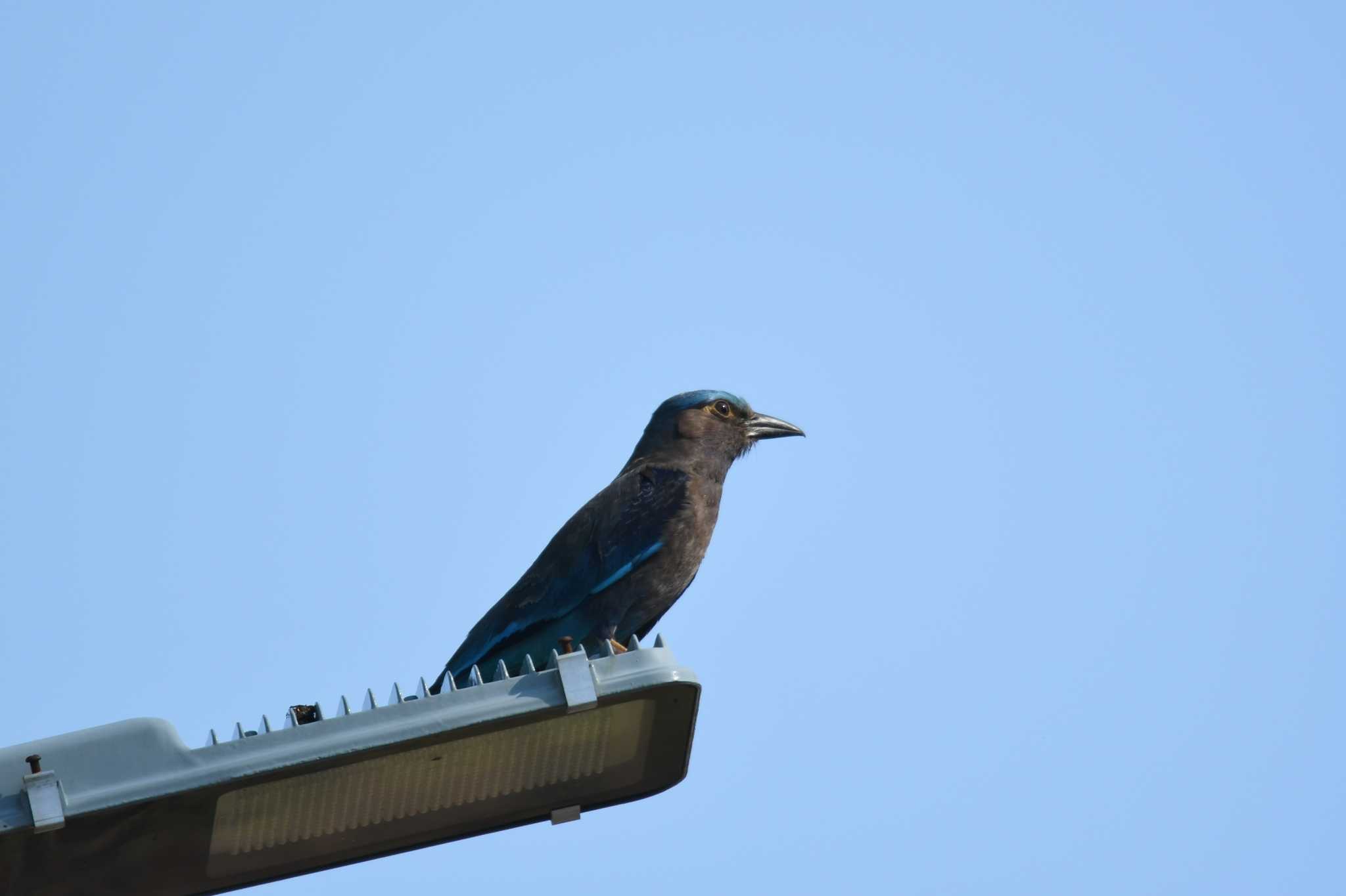 Indochinese Roller