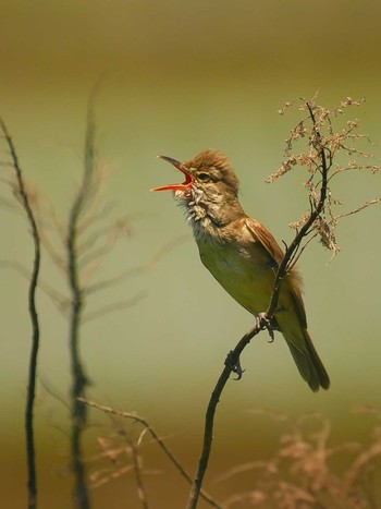 Oriental Reed Warbler Teganuma Fri, 5/24/2019