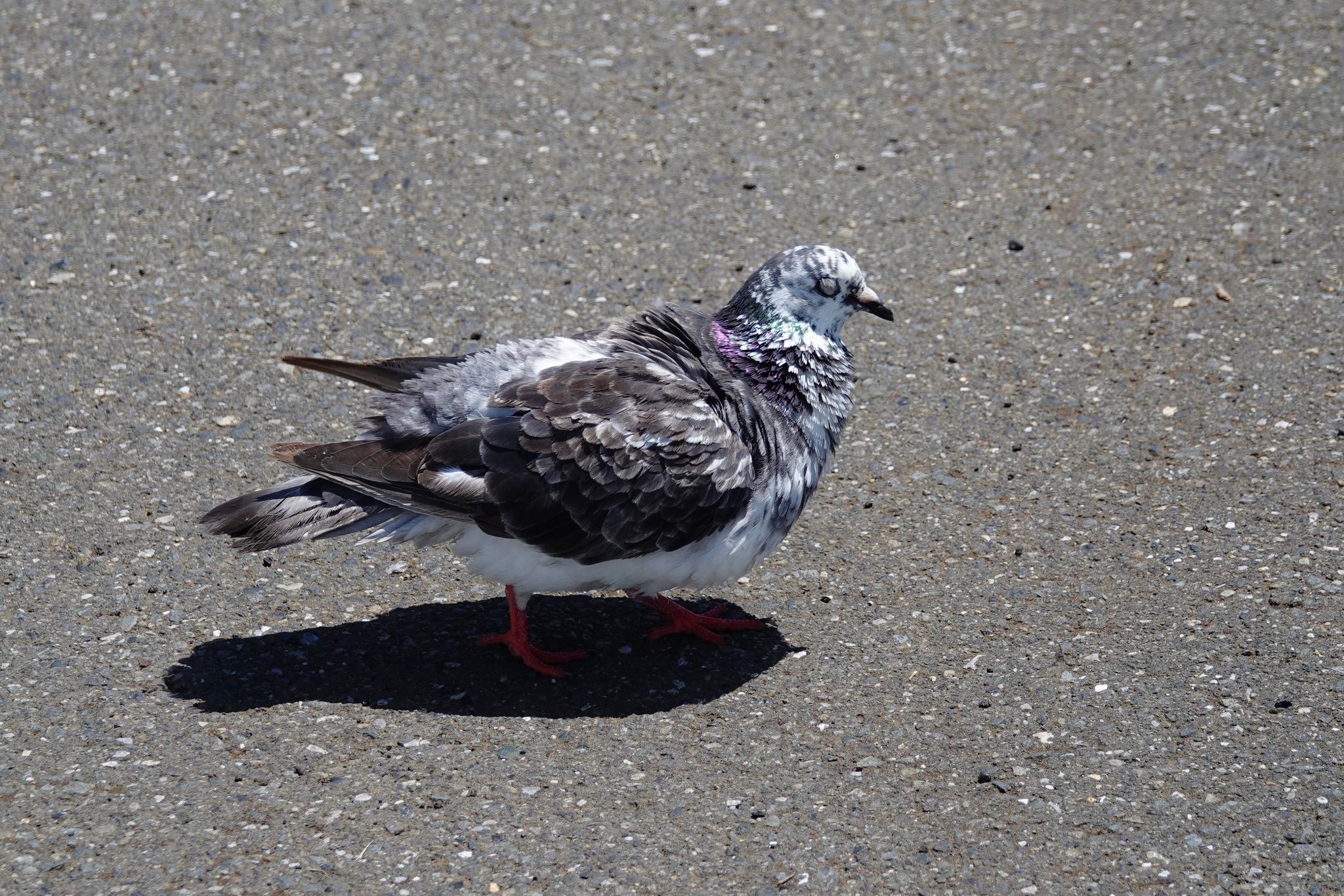 葛西臨海公園 カワラバトの写真 by のどか