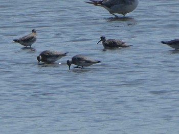 2019年5月25日(土) 葛西臨海公園の野鳥観察記録