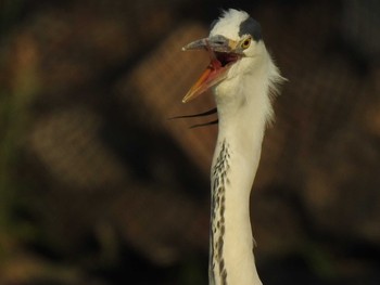 2019年5月25日(土) 高野川、京都の野鳥観察記録