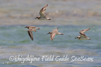 メダイチドリ 石垣島 2019年5月25日(土)