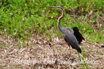 Purple Heron Ishigaki Island Sat, 5/25/2019