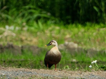 Eastern Spot-billed Duck 埼玉県志木市宗岡 Thu, 5/23/2019