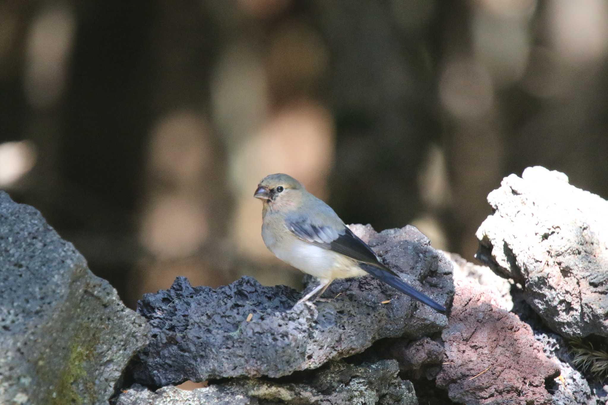 Photo of Eurasian Bullfinch at 山梨県 by 西表山猫