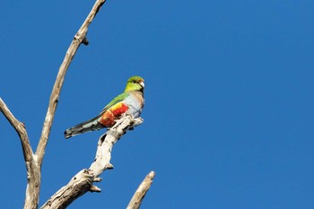 ユーカリインコ Manjimup 2019年5月6日(月)