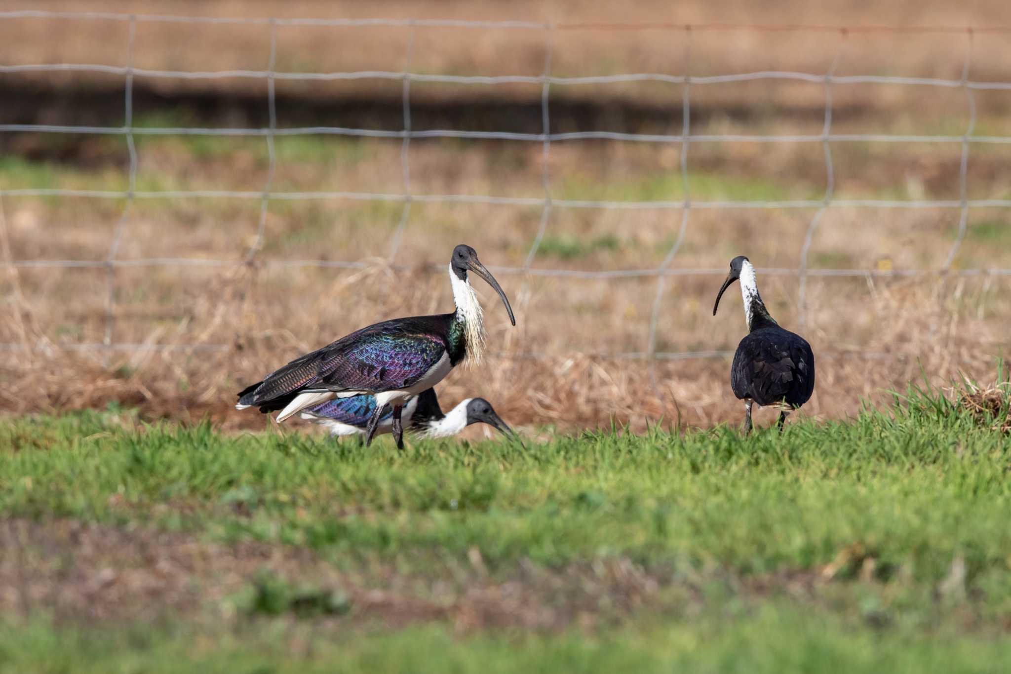 Manjimup ムギワラトキの写真 by Trio