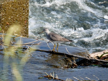 Grey-tailed Tattler 多摩川二ヶ領宿河原堰 Sun, 5/26/2019