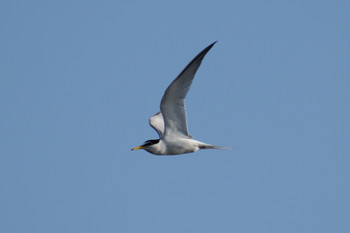 2019年5月26日(日) 多摩川二ヶ領宿河原堰の野鳥観察記録