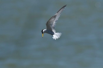 Little Tern