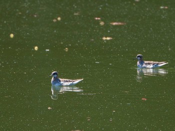 Red-necked Phalarope