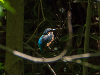 2019年5月25日(土) 六義園の野鳥観察記録