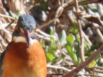 カワセミ 葛西臨海公園 2019年1月27日(日)