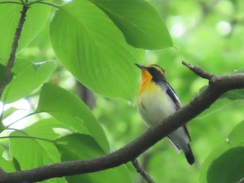 キビタキ 自宅周辺の森 2019年5月1日(水)