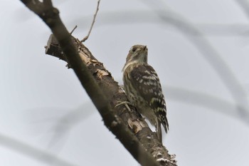 Sun, 5/26/2019 Birding report at Mie-ken Ueno Forest Park