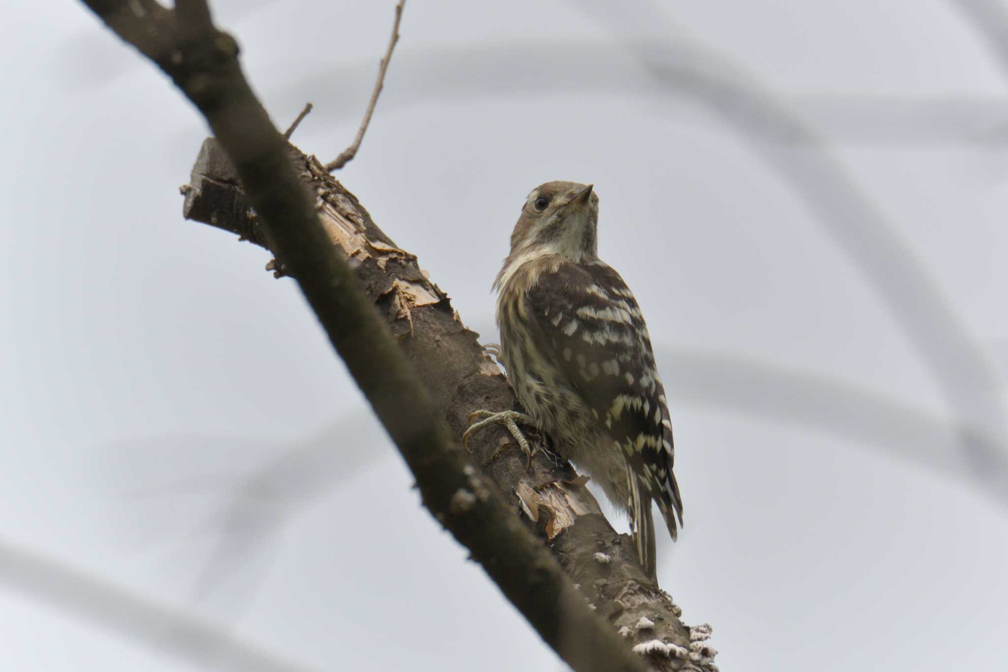 Japanese Pygmy Woodpecker