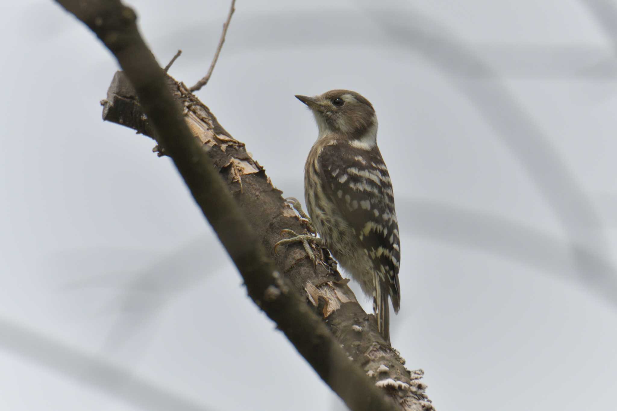 Japanese Pygmy Woodpecker