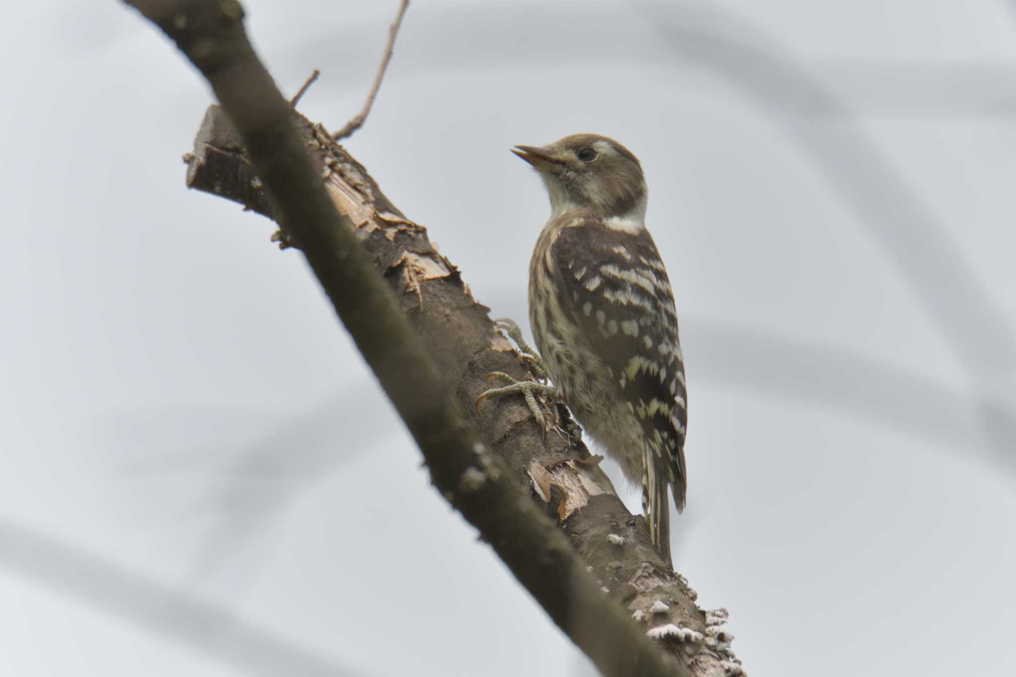 Photo of Japanese Pygmy Woodpecker at Mie-ken Ueno Forest Park by masatsubo