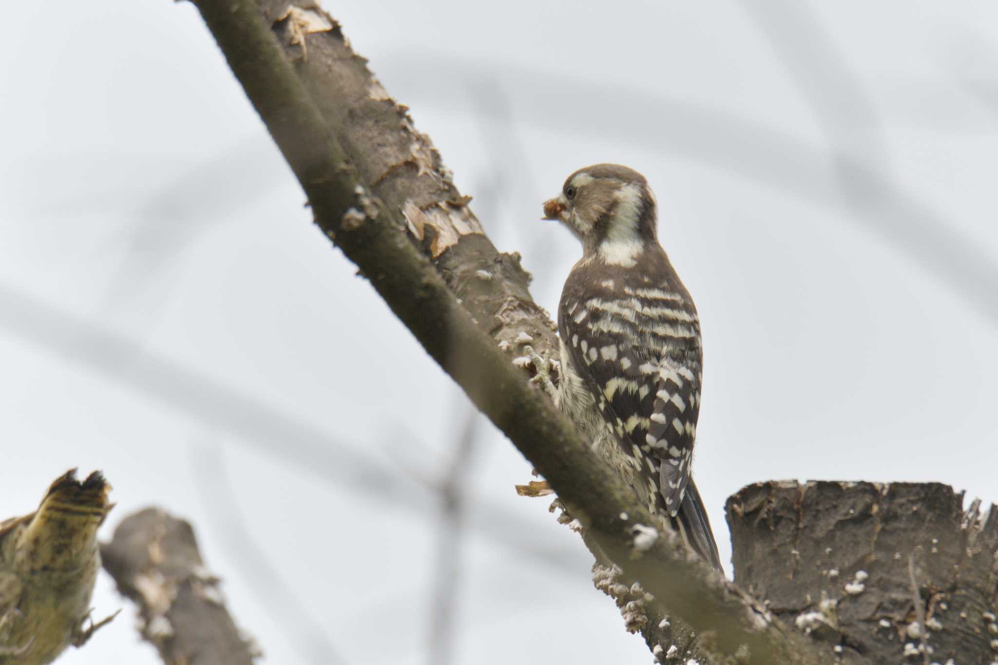 Japanese Pygmy Woodpecker