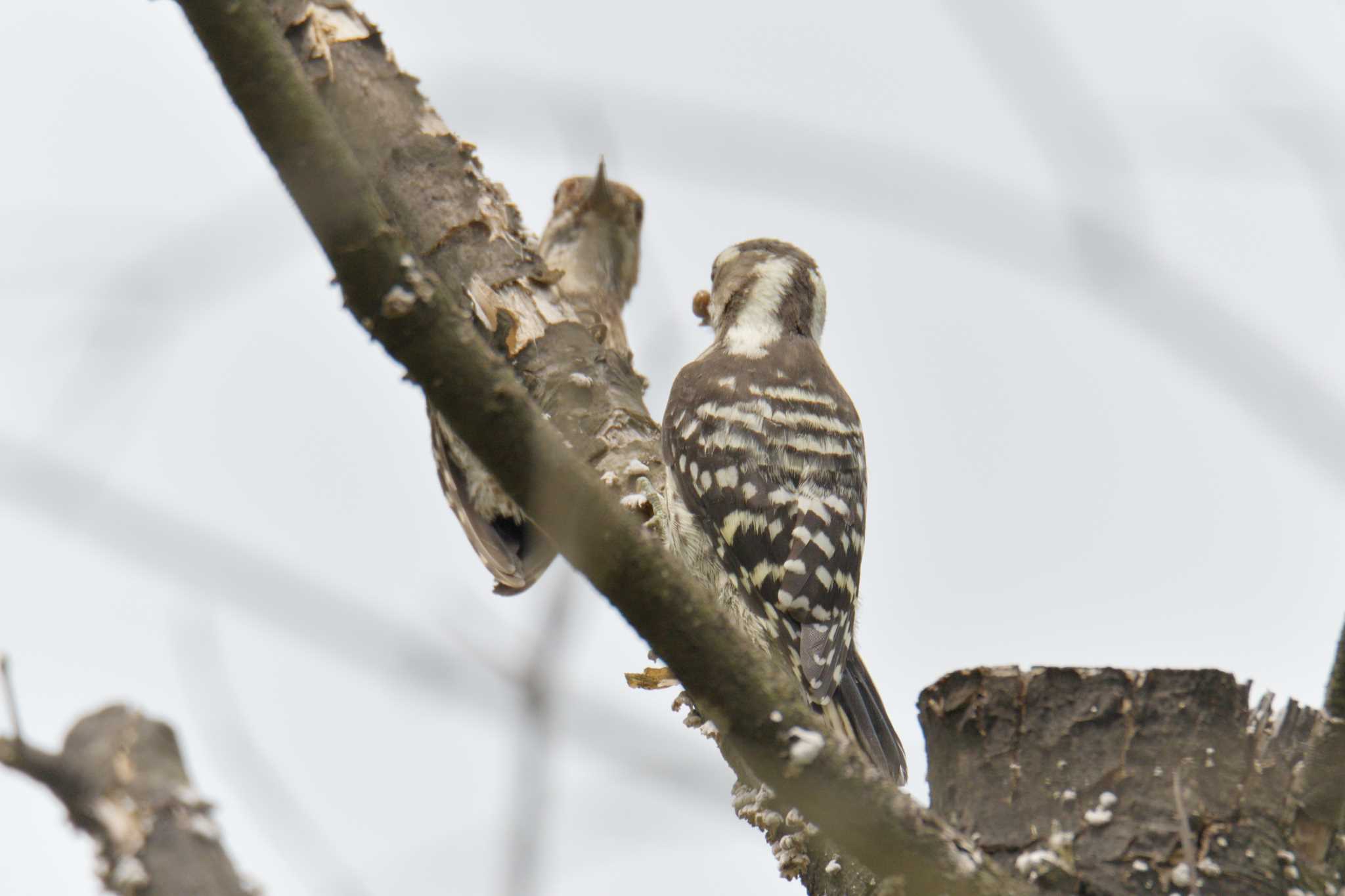 Japanese Pygmy Woodpecker