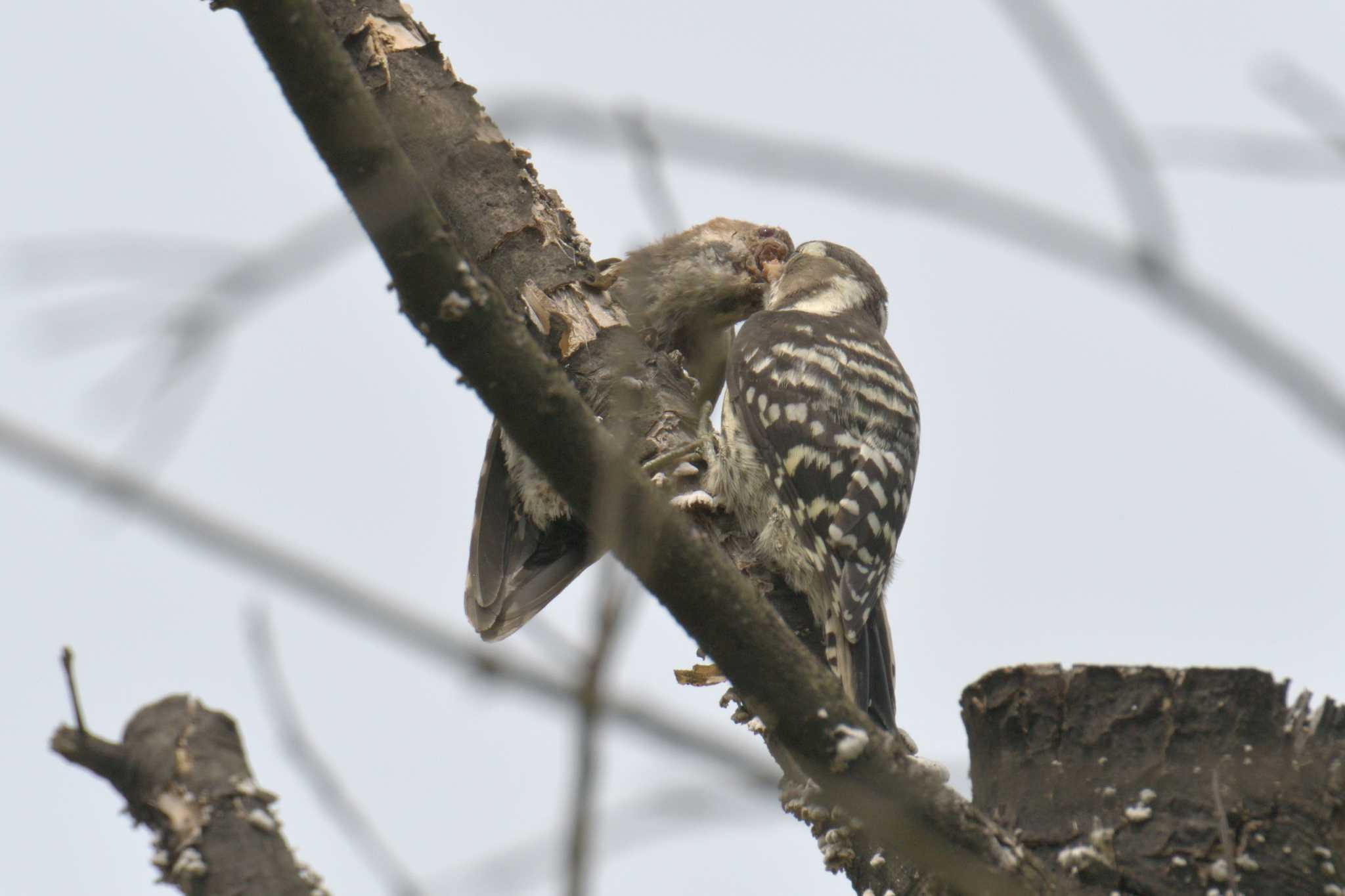 Japanese Pygmy Woodpecker