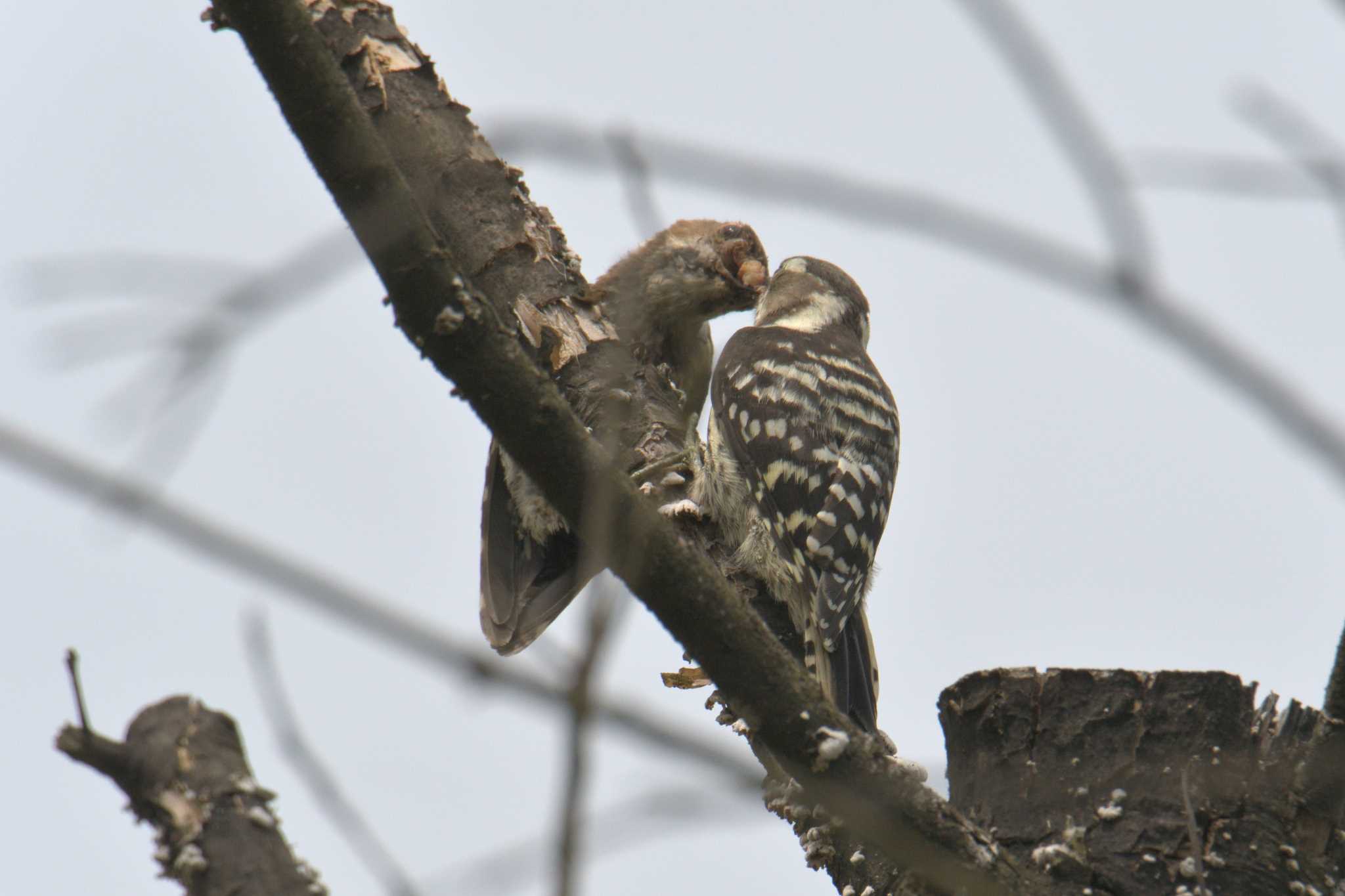 Japanese Pygmy Woodpecker